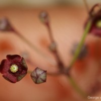 Vincetoxicum flexuosum var. tenuis (Blume) Schneidt, Meve & Liede